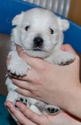 West highland white terrier (westk)- tata s PP