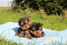 yorkshire terrier s PP