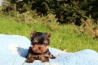 yorkshire terrier s PP