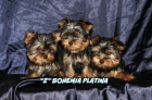 yorkshire terrier s PP