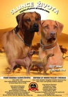 Rhodesian ridgeback s PP