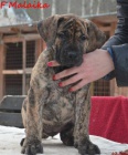 Boerboel tn s PP