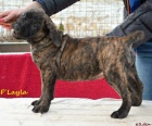 Boerboel tn s PP