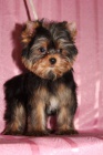 yorkshire terrier s PP