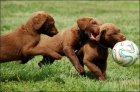 Chesapeake bay retriever