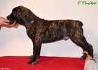 Boerboel tn s PP