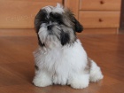 Shih-tzu, i-tzu pejsek s PP