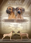 Rhodesian Ridgeback - teniatka s PP na predaj