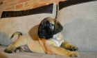 Boerboel