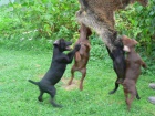 Patterdale terier