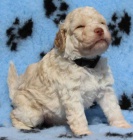 Lagotto Romagnolo - Romaolsk vodn pes