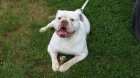 Americky Buldok / American Bulldog