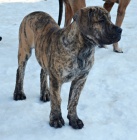 Boerboel PP - feneka ji k odbru