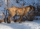 Boerboel PP - feneka ji k odbru