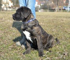 Cane corso - tata s PP