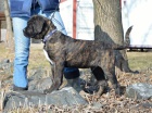 Cane corso - tata s PP