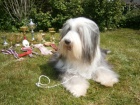 Bearded collie