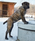 Boerboel tata s PP na prodej