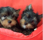 Jork��r teri�r-�t���tka s PP