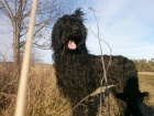 Briard - palv a ern tata