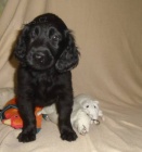 Flat coated retriever s PP