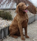 Chesapeake bay retriever s PP(jako labradorsk r.)