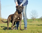 Cane corso - mlad fenka s PP