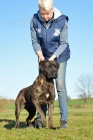 Cane corso - mlad fenka s PP