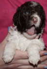 Lagotto Romagnolo - Romaolsk vodn pes