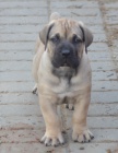 BOERBOEL S PP-PEJSEK 