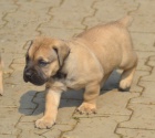 BOERBOEL S PP-PEJSEK 