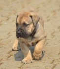 BOERBOEL S PP-PEJSEK 