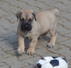 BOERBOEL S PP-PEJSEK 