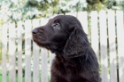 Flat Coated retriever - hnd a ern ttka.