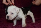 Americky buldog s PP/ American Bulldog