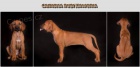 Rhodesian Ridgeback - fenka s PP na predaj