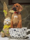 Rhodesian Ridgeback - fenka s PP na predaj