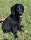 Flat coated retriever