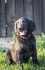 Flat coated retriever