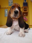 Basset hound, Basset, Baset