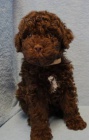 Lagotto Romagnolo