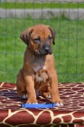 Rhodesian ridgeback tata s PP