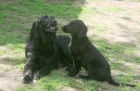 ttka flat coated retrievera