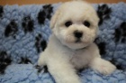 Bionek - Bichon Fris