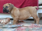 BOERBOEL S PP-PEJSEK+FENKA