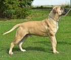 BOERBOEL S PP-PEJSEK+FENKA