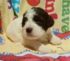 Lagotto Romognolo - ttka