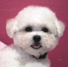 Bionek - Bichon Fris