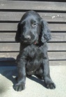 Flat coated retriever s PP ern a hnd