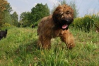 tata-briard